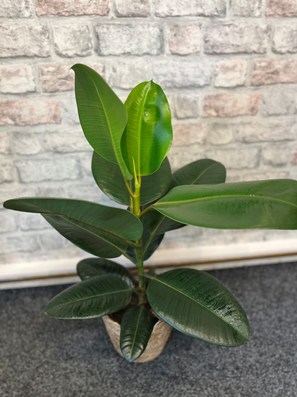Ficus Rubber Plant buy online or call 01522 690105
