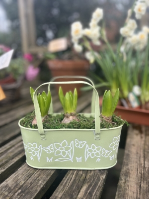 Hyacinth Bulb Planter