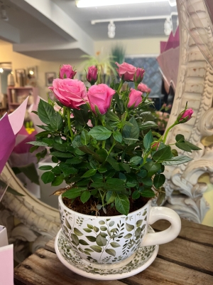 Rose Teacup Planter