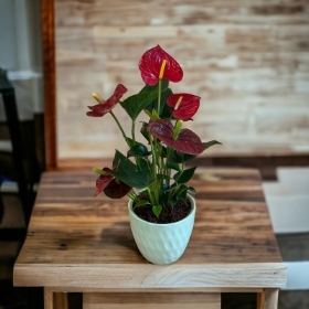 Anthurium Plant