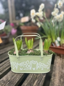 Hyacinth Bulb Planter